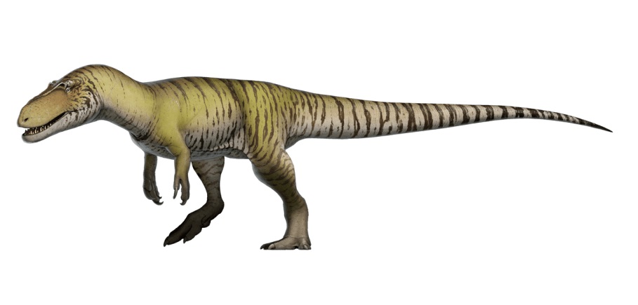 Rekonstrukce přibližného vzezření živého torvosaura. Tito obří teropodi obývali v období před 153 až 148 miliony let západ Severní Ameriky i západní oblasti Evropy. Při délce až 11 metrů a hmotnosti kolem 4500 kilogramů patřili k největším známým jur