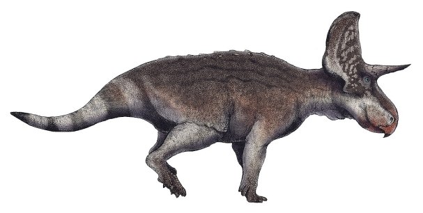 Přibližná podoba druhu Turanoceratops tardabilis v představě umělce. Tento malý rohatý dinosaurus se zřejmě dokázal oproti svým mnohem mohutnějším příbuzným z pozdějších geologických období poměrně rychle pohybovat. Kromě útěku mohl být jeho obrannou