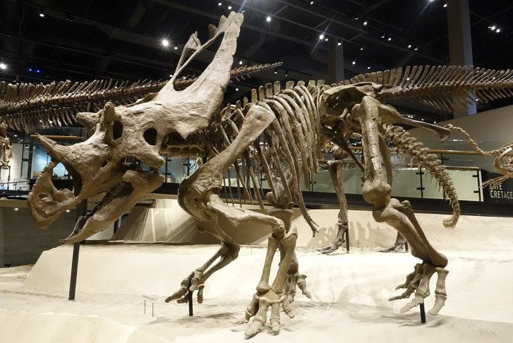 Rekonstruovaná kostra velkého chasmosaurinního ceratopsida druhu Utahceratops gettyi v expozici Muzea přírodní historie v Utahu (Salt Lake City). Tito několikatunoví býložravci žili zřejmě ve stádech a společně se bránili před útoky velkých tyranosau