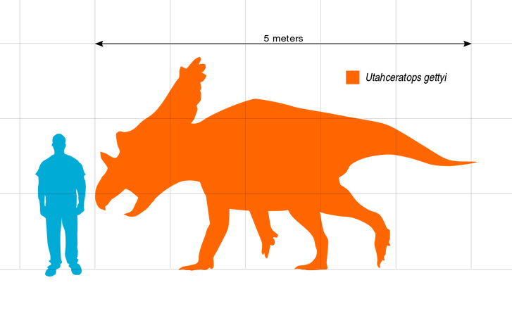 Silueta zobrazující přibližný tvar těla a velikost dospělého jedince utahceratopse v porovnání s člověkem. Lebka tohoto ceratopsida mohla dosahovat délky až 2,4 metru a patřila tedy k nejdelším známým lebkám u suchozemských živočichů vůbec (delšími l