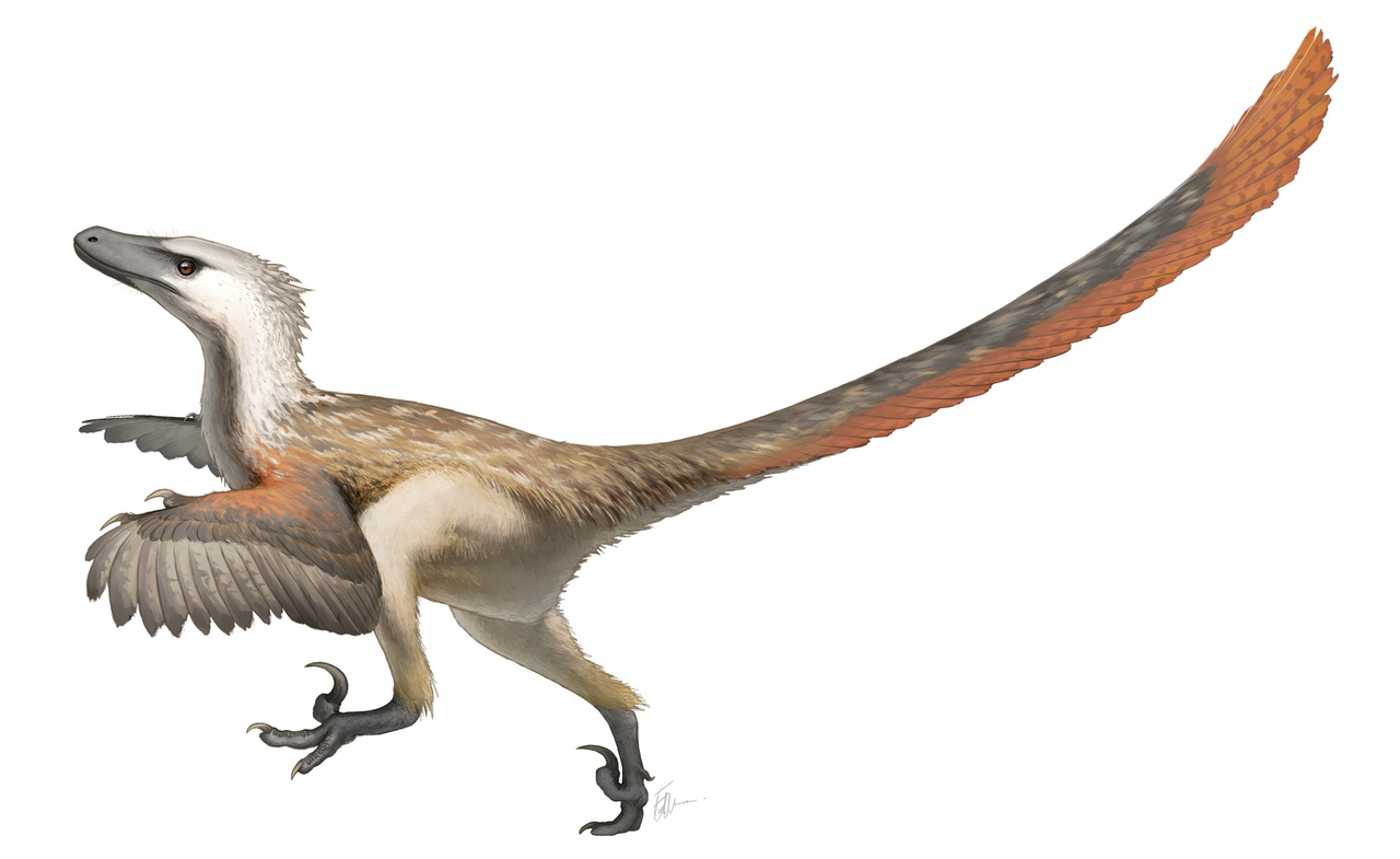 Moderní rekonstrukce velociraptora jako svižného a pohyblivého dravce, který dokázal aktivně lovit a byl zřejmě nebezpečným predátorem pro všechny dinosaury až do hmotnosti kolem 200 kilogramů (zejména pokud lovil ve smečkách). Dnes již také víme, že