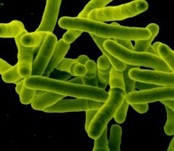 Mycobacterium tuberculosis (Kredit:Niaid)