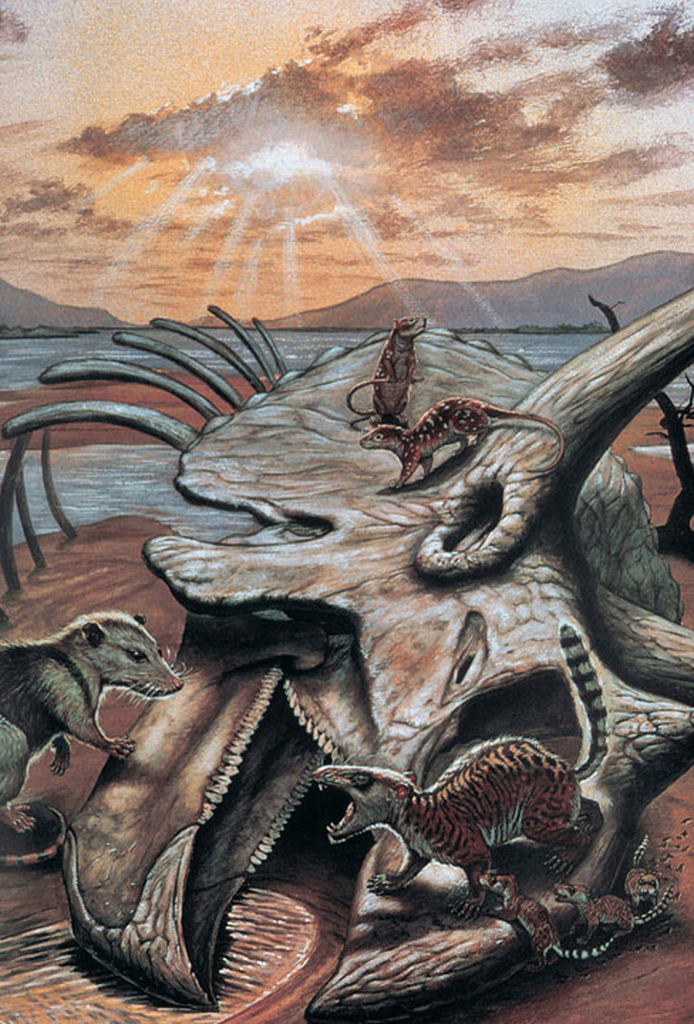 Ăšsvit novĂ©ho svÄ›ta pĹ™ed 66 miliony let. PrimitivnĂ­ savci prolĂ©zajĂ­ lebkou ceratopsida triceratopse, pĹ™ipraveni projĂ­t evoluÄŤnĂ­ radiacĂ­ a pĹ™evzĂ­t dominanci nad ranÄ› paleogennĂ­mi pevninskĂ˝mi ekosystĂ©my. Kredit: Mark Hallet