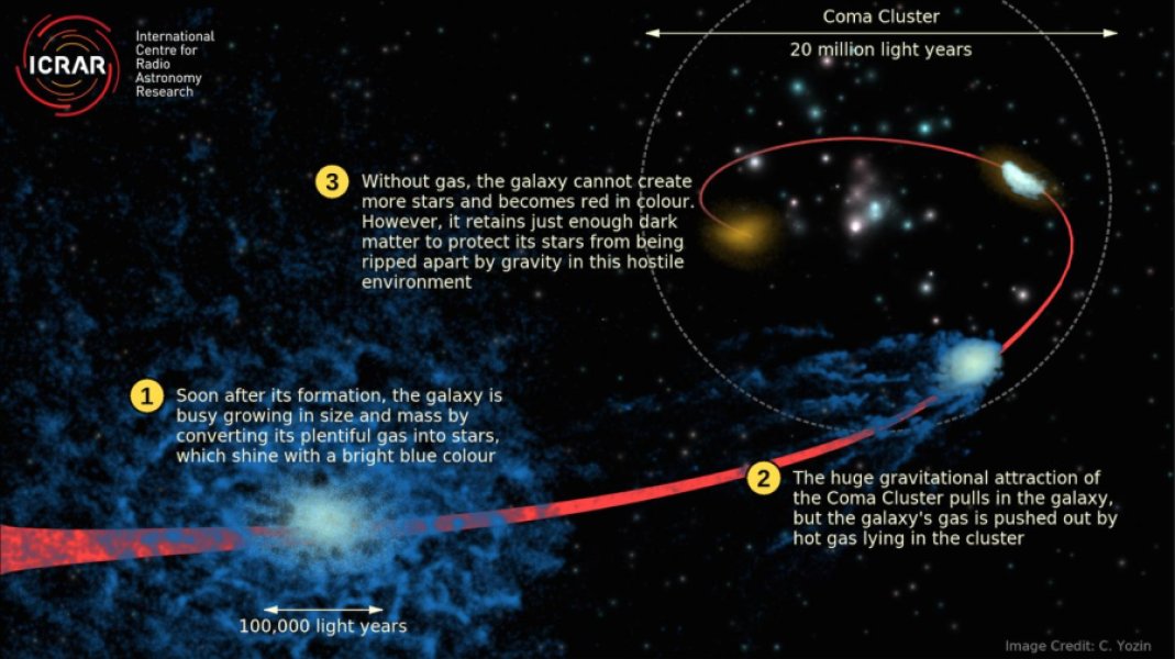 Proces zakalenĂ­ galaxie vÂ kupÄ› galaxiĂ­. Kredit: Cameron Yozin / ICRAR / UWA.