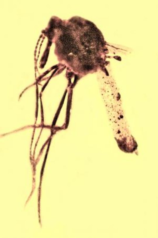 BodavĂ˝ hmyz, v jehoĹľ tÄ›le uvÄ›znÄ›nĂ©m po 100 milionĹŻ let v jantaru objevil badatel George Poinar pozĹŻstatky mikroskopickĂ©ho parazita, pĹ™enĂˇĹˇejĂ­cĂ­ho moĹľnĂˇ jakousi ancestrĂˇlnĂ­ formu malĂˇrie. OhroĹľovali tito drobeÄŤkovĂ© pĂˇny tehdejĹˇ