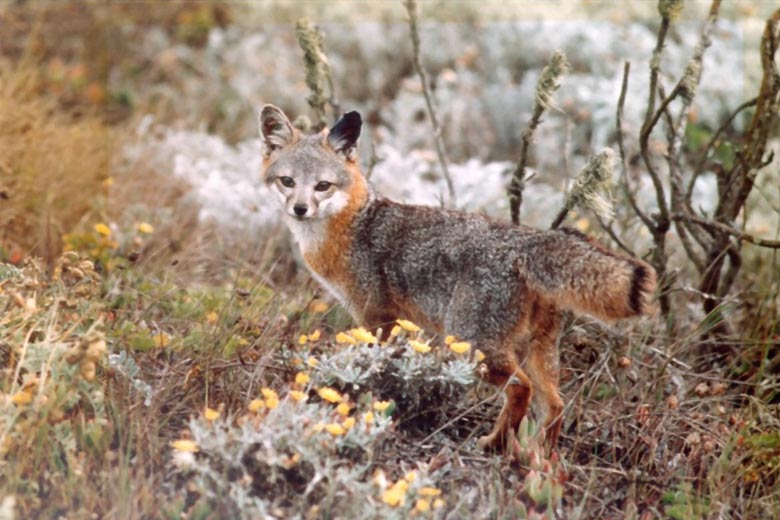 OhroĹľenĂ˝ch druhĹŻ, jako je tato liĹˇka z Kalifornie, je hodnÄ›.  PĹ™ekvapivÄ› je jejich spoleÄŤnĂ˝m rysem velkĂ˝ mozek. (Kredit: National Park Service)