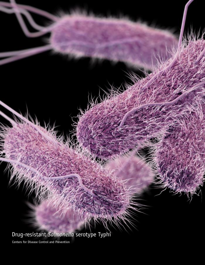 Salmonella enterica. Kredit: CDC.