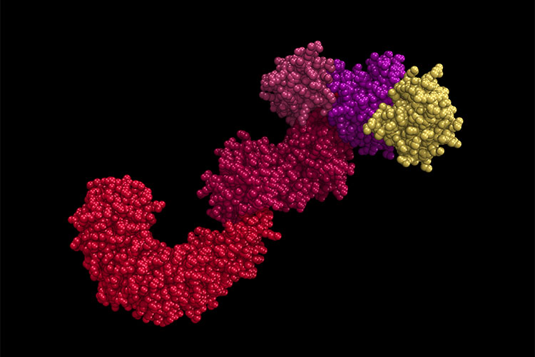 Komplex inflamazómu NLRP3. Kredit: D.Chen, University of California, Berkeley.