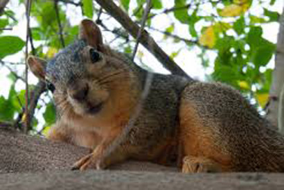 Veverka liĹˇÄŤĂ­ (Sciurus niger). Kredit: University of California â€“ Berkeley