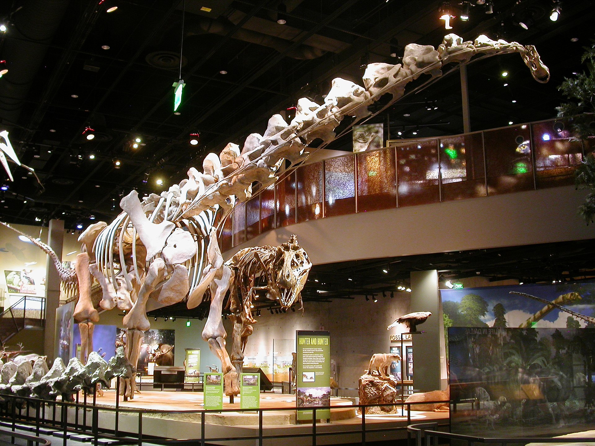 Rekonstruované kostry dospělých exemplářů druhu Alamosaurus sanjuanensis a Tyrannosaurus rex. Tito velcí až obří plazopánví dinosauři spolu na konci křídové periody pravděpodobně sváděli urputné souboje na území dnešních amerických států Nové Mexiko,