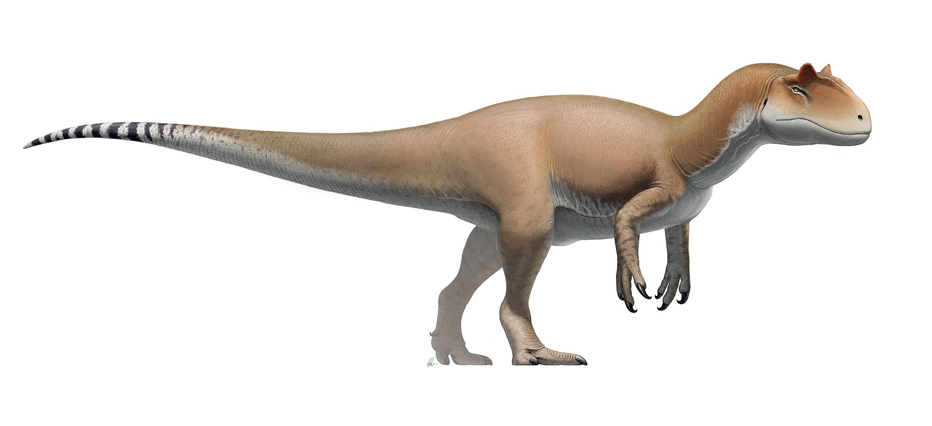 Moderní rekonstrukce přibližného vzezření druhu Allosaurus fragilis. Na první pohled zaujmou relativně silné a dlouhé přední končetiny s mohutnými drápy i výrazné zašpičatělé rohy nad očima. Alosaurus bývá někdy označován za „tygra doby jurské“, což 