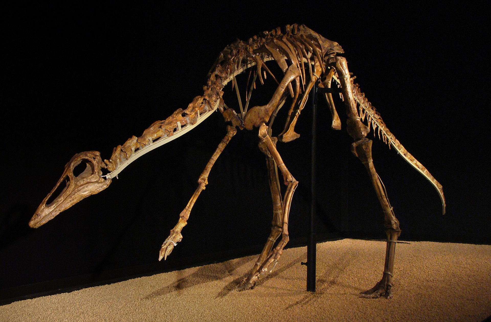 Kostry ornitomimidů, jako byl i mongolský druh Anserimimus planinychus, byly velmi lehké a pevné. Patrně všichni zástupci této čeledi teropodů dokázali běhat rychleji než nejlepší lidští sprinteři, dosahovali nejspíš rychlosti přinejmenším kolem 50 k