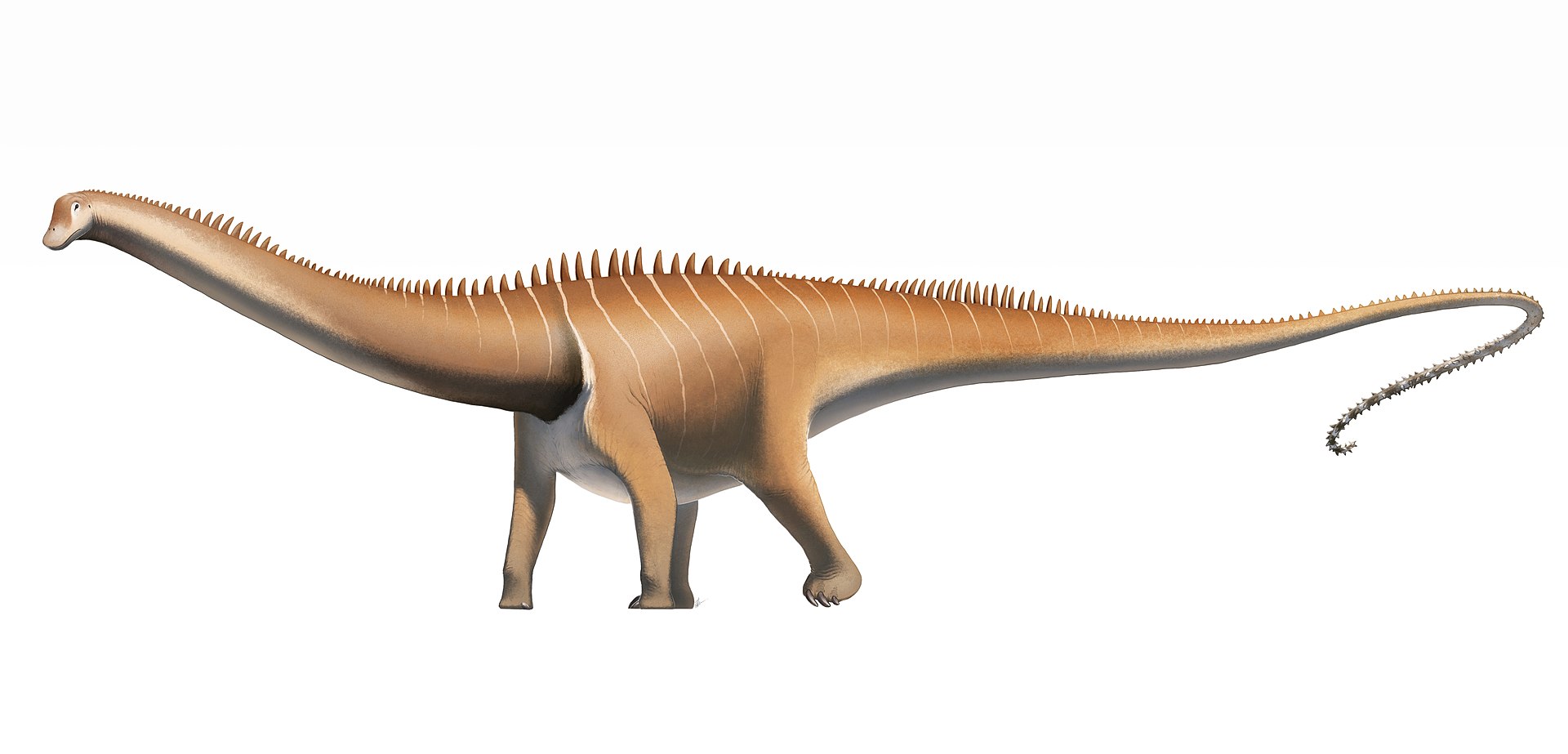 Moderní rekonstrukce vzezeření druhu Diplodocus carnegii s horizontálně neseným ocasem, vzpřímeným postojem a dynamickým držením těla. Diplodokové žili v období pozdní jury (asi před 154 až 152 miliony let) na území západu Severní Ameriky a patřili k