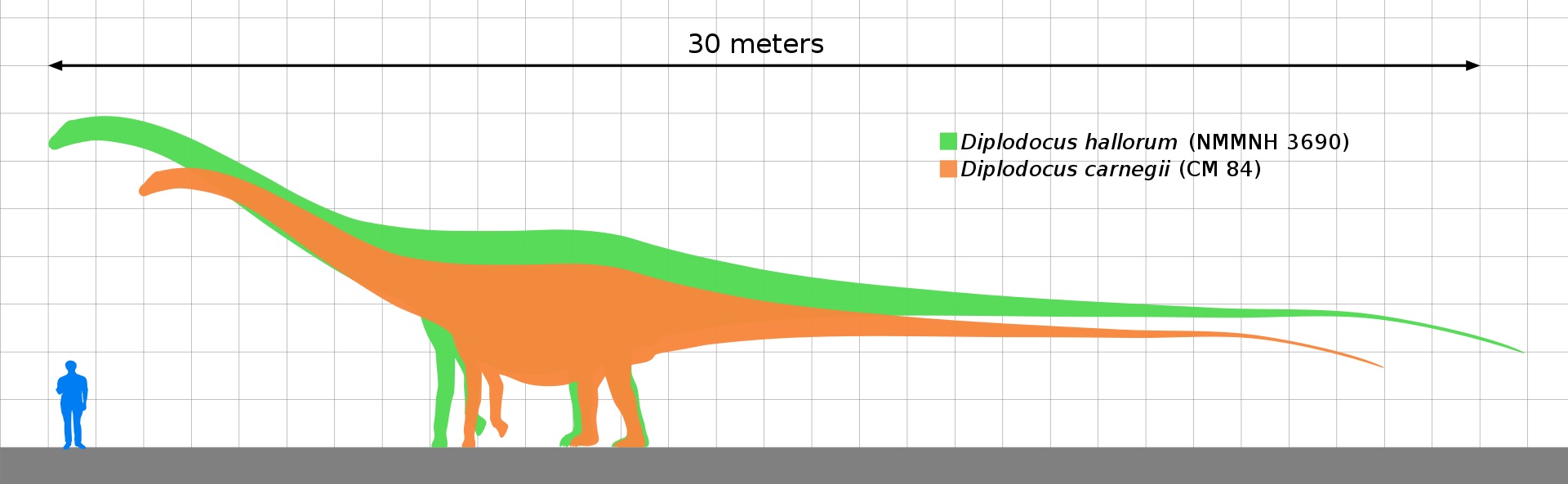 Velikostní porovnání druhů Diplodocus carnegii (oranžová silueta) a Diplodocus hallorum (zelená silueta) ukazuje, že „seismosaurus“ ve skutečnosti nebyl výrazně větší než jeho příbuzní z jiných druhů rodu Diplodocus. Byl nicméně největším dnes známým