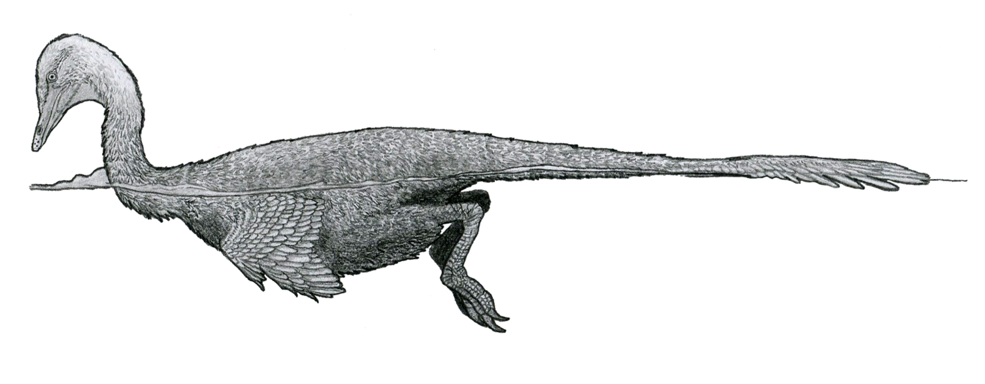 U některých druhohorních neptačích dinosaurů byla jejich „ptákovitost“ velmi patrná. Zde specializovaný dromeosaurid z podčeledi Halszkaraptorinae Halszkaraptor escuilliei, rekonstruovaný jako ekologický ekvivalent současných zástupců vodního ptactva