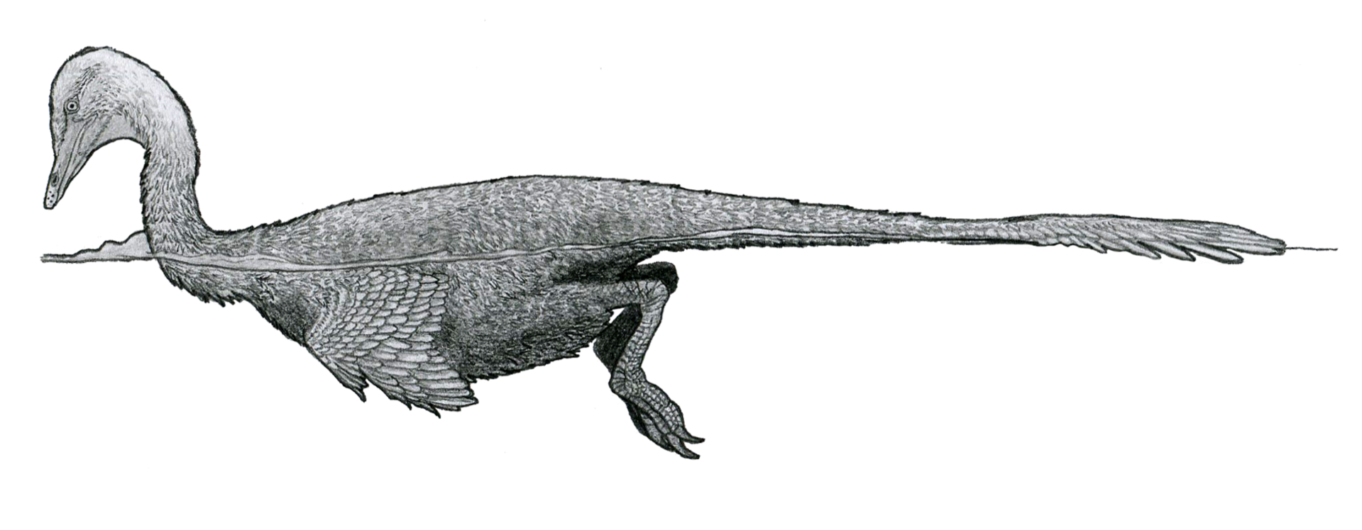 Jedním z druhohorních neptačích dinosaurů, u nichž byla schopnost plavat velmi pravděpodobná, je i mongolský teropod Halszkaraptor escuilliei, formálně popsaný roku 2017. Tento malý opeřený dromeosaurid byl velký asi jako dnešní kachna a stavba jeho 