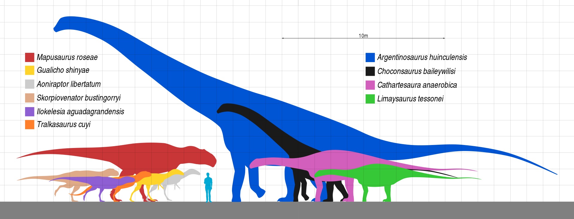 Velikostní porovnání dinosauří megafauny ze souvrství Huincul. Argentinosaurus huinculensis je zdaleka největším dinosaurem nejen v rámci ekosystémů tohoto souvrství, ale prozatím také největším známým suchozemským živočichem všech dob. Nejpřesnější 