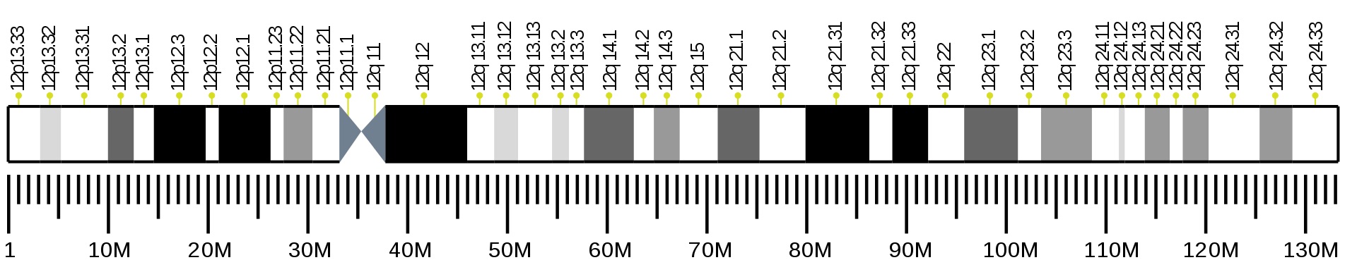 Lidský chromozom 12 s lokalizací genu NELL2 na delším chromozomálním raménku. Kredit Wikipedia, volné dílo).