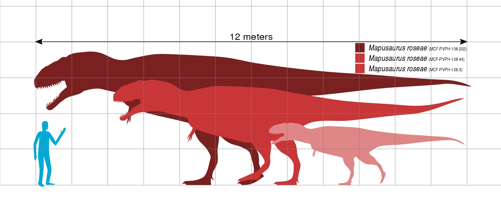 Mapusauři patřili k tzv. megateropodům, tedy obřím zástupcům skupiny Theropoda, kteří dosahovali délky nad 12 metrů a hmotnosti v řádu tun. Největší jedinci se velikostí blížili dalšímu obřímu karcharodontosauridovi z Argentiny, druhu Giganotosaurus 