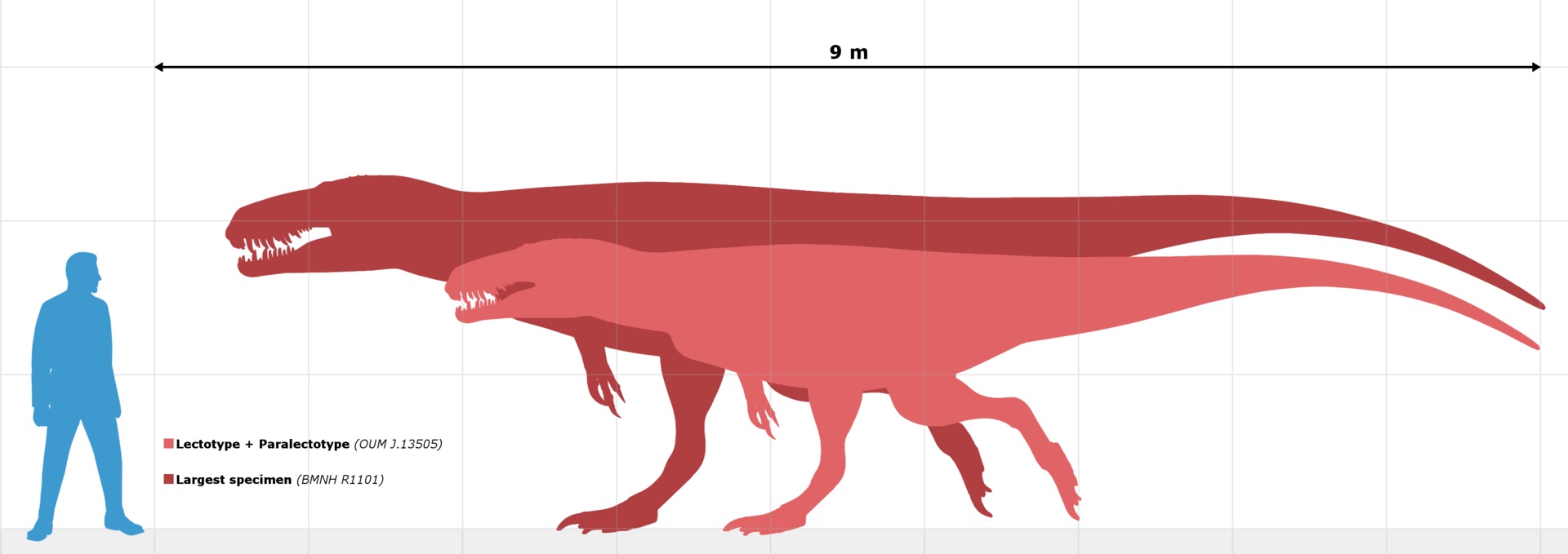 Skutečný původce fosilie byl velký teropodní dinosaurus z období střední jury. Pokud jím byl rod Megalosaurus, pak se jednalo o dravého teropoda o délce asi 7 až 9 metrů a hmotnosti kolem 1 tuny. Největší známé exempláře tohoto evropského megalosauri