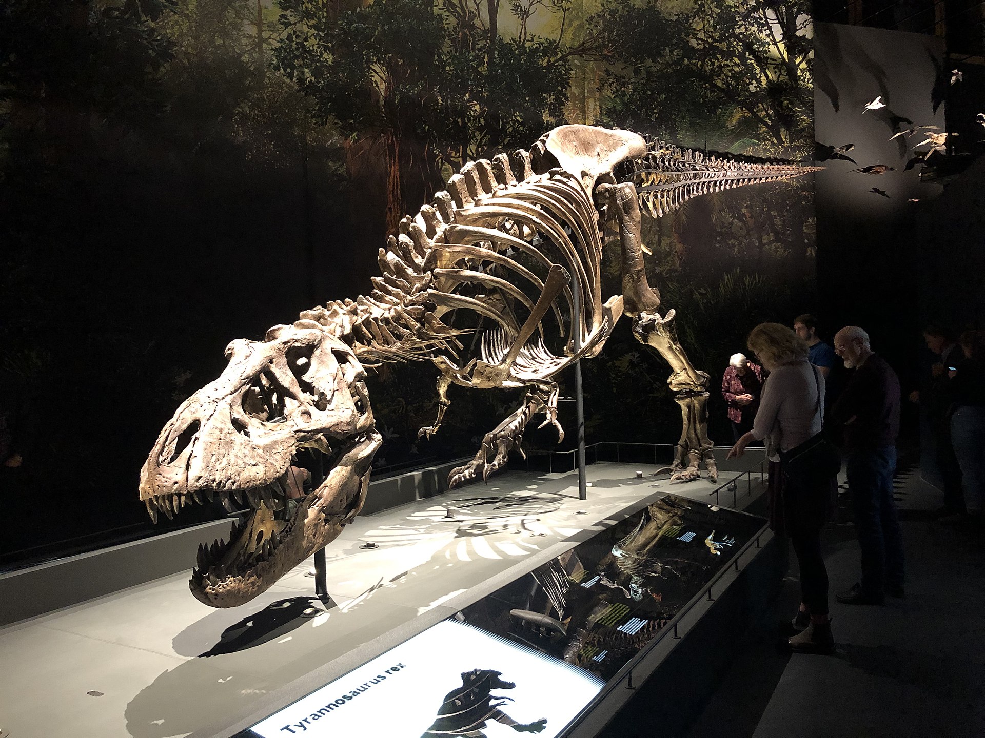 Tyranosauři byli vrcholoví predátoři, schopní úspěšně zaútočit na většinu živočichů ve svém okolí. Jejich preferovanou kořistí byli patrně až několikatunoví kachnozobí edmontosauři, potažmo nebezpečnější ceratopsidi triceratopsové. To ale neznamená, 