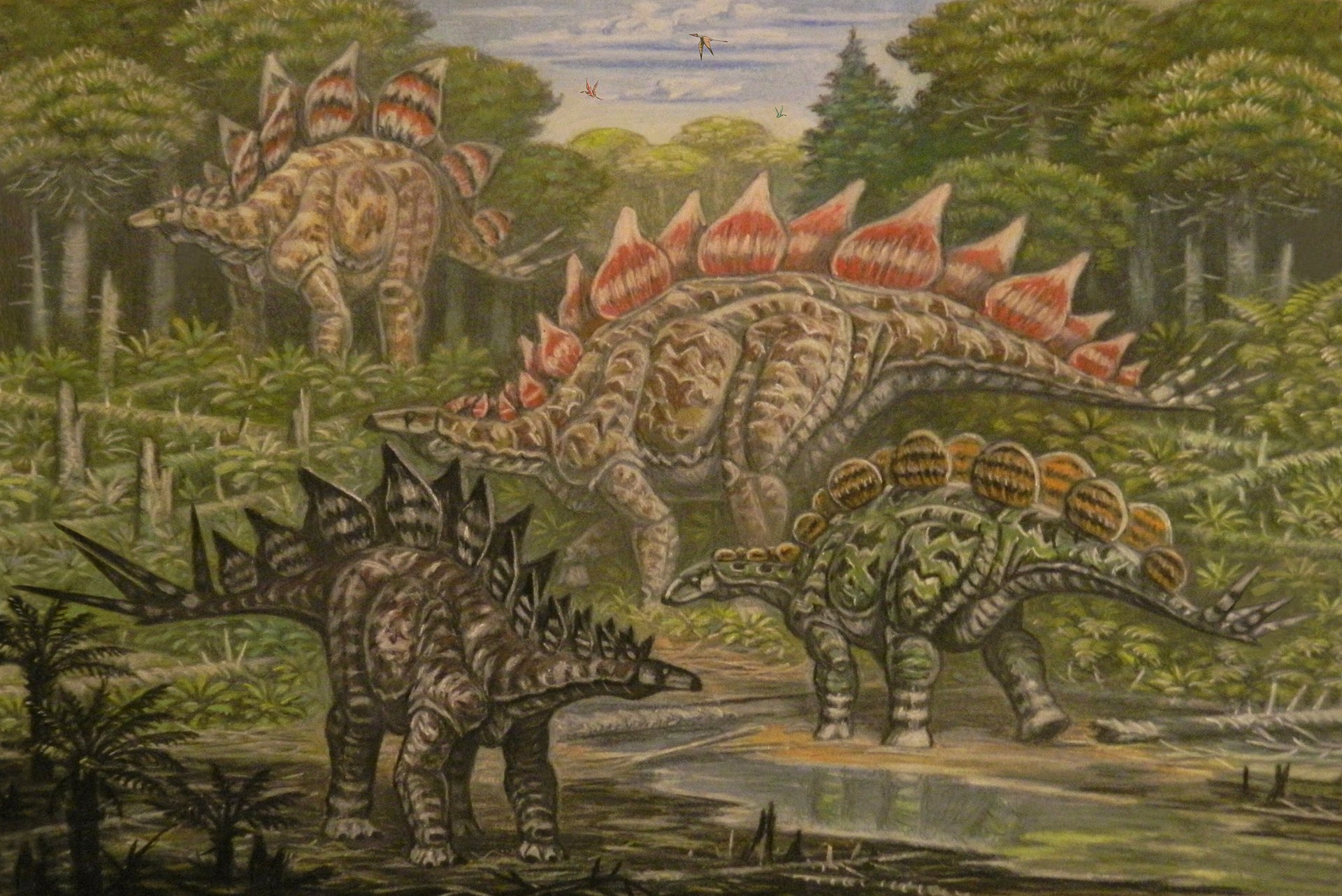 Severoameričtí stegosauridi známí ze sedimentů pozdně jurského souvrství Morrison. Kromě dvou druhů stegosaura v pozadí (S. ungulatus a S. stenops) zde defilují také mírně menší rody Hesperosaurus a Alcovasaurus. Kredit: ABelov2014; Wikipedia (CC BY-
