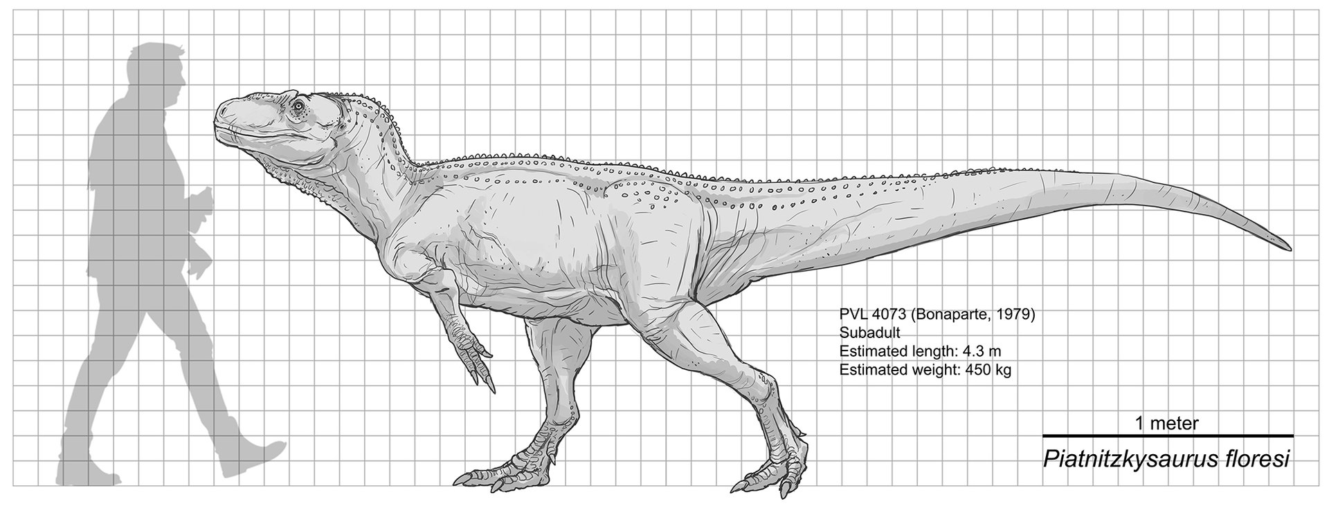 Porovnání velikosti holotypu piatnitzkysaura s dospělým člověkem (délka dinosaura 4,3 metru). Pravděpodobně se však jednalo o nedospělého jedince, který ještě nebyl plně dorostlý. Velcí dospělci tohoto rodu tak mohli být nejspíš ještě podstatně větší