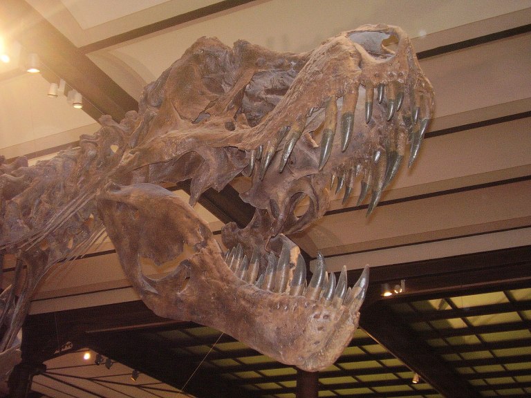 Replika „Stana“, tedy proslulého exempláře druhu Tyrannosaurus rex se sbírkovým označením BHI 3033. Odlitky této kostry byly od 90. let minulého století zakoupeny a vystaveny v množství muzeí po celém světě. Samotná kostra byla nedávno vydražena za a