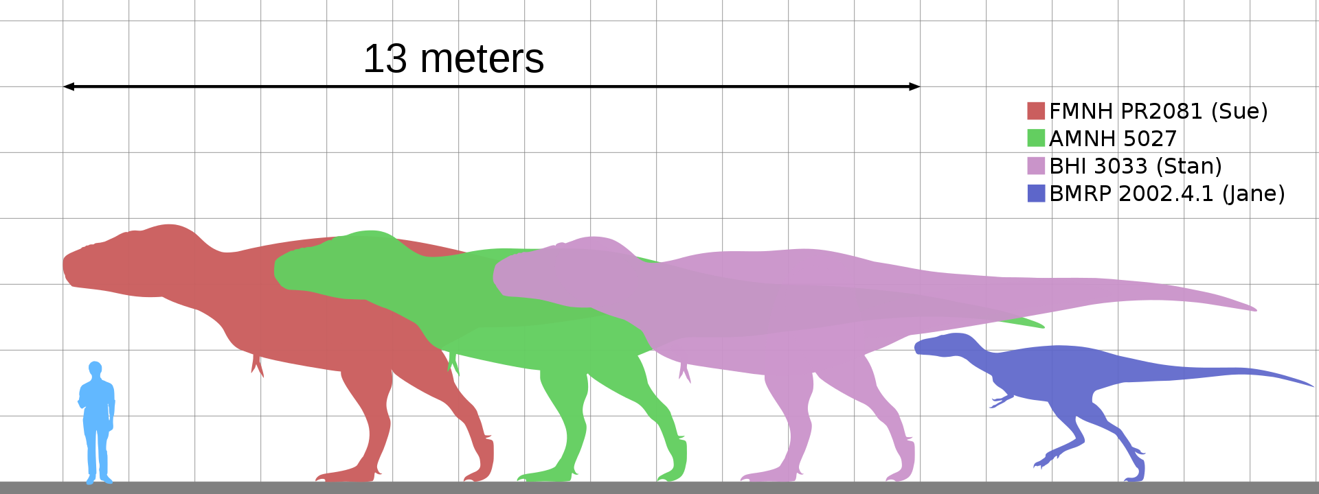 Velikostní porovnání čtyř proslulých exemplářů tyranosaura a dospělého člověka. Největší zobrazený jedinec „Sue“ měřil na délku asi 12,3 metru a zaživa vážil kolem 8400 kg, nejmenší „Jane“ bylo mládě o zhruba poloviční délce a desetinové hmotnosti. O