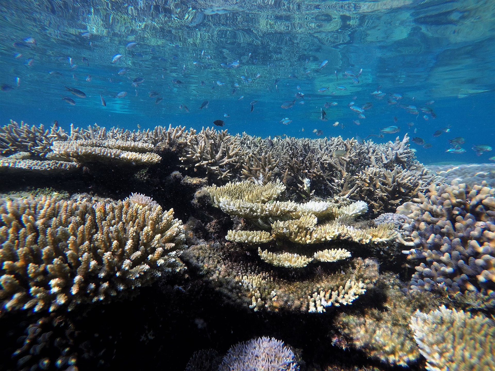 Krása a pestrost ekologických společenstev současných korálových útesů povstala zřejmě z Karnské pluviální události v období pozdního triasu. Vedla k ní významná změna klimatu a zároveň chemismu tehdejších oceánů, která odstartovala doslova expanzivn