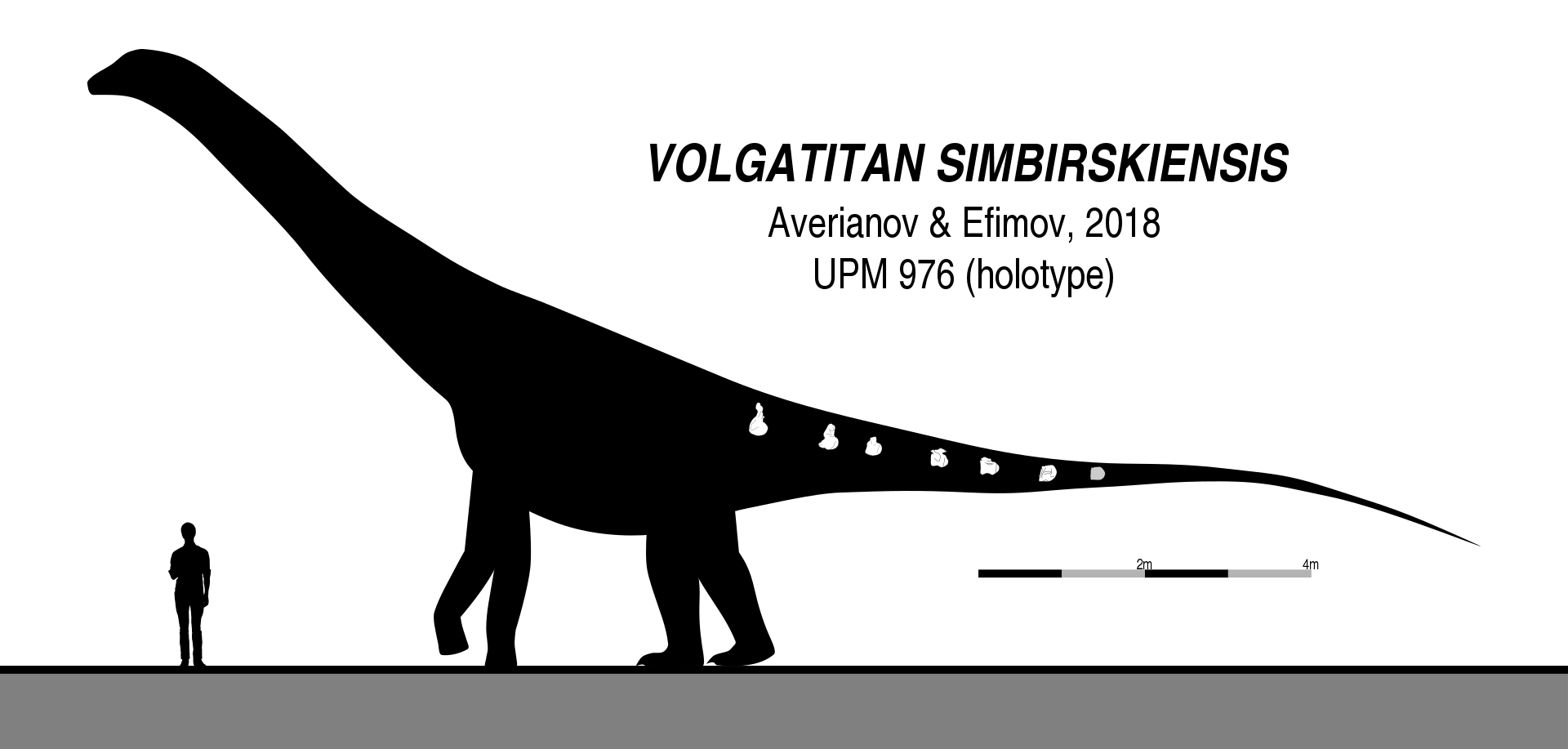 Silueta a zobrazení dochovaných fosilií u titanosaurního sauropoda druhu Volgatitan simbirskiensis. Tento středně velký sauropod obýval oblasti současné východní Evropy v období rané spodní křídy, asi před 130 až 133 miliony let. Při odhadované délce