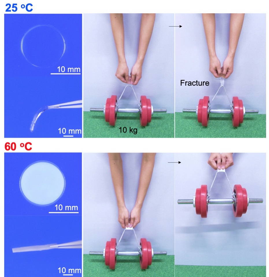 Zázračný hydrogel ztvrdne při zahřátí. Kredit: Nonoyama et al. (2019), Advanced Materials.