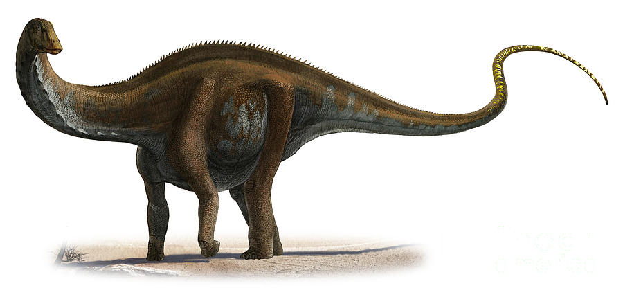 Brontosaurus excelsus dle Sergeje KrasovskĂ©ho.
