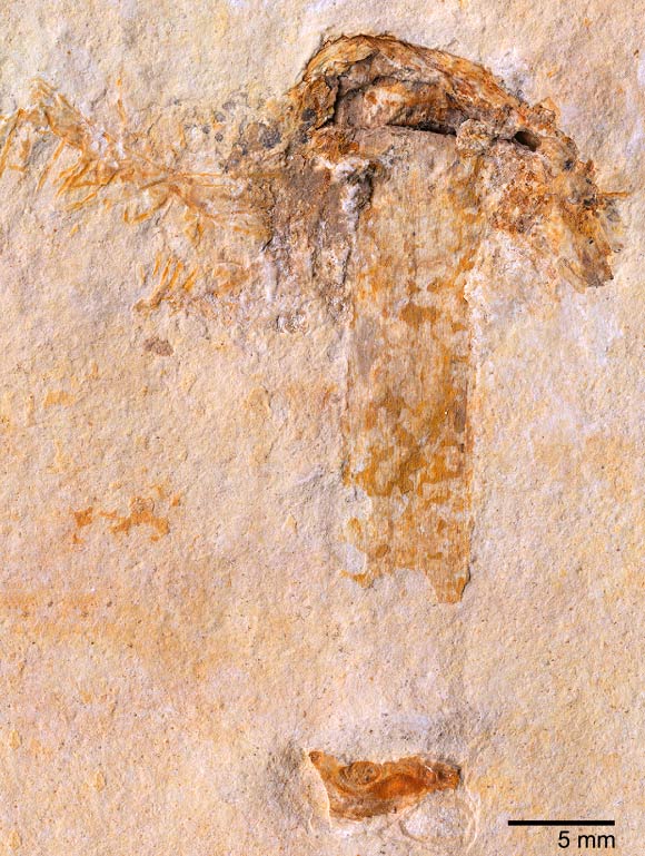 Gondwanagaricites magnificus. (Kredit: Heads et al, doi: 10.1371/journal.pone.0178327.