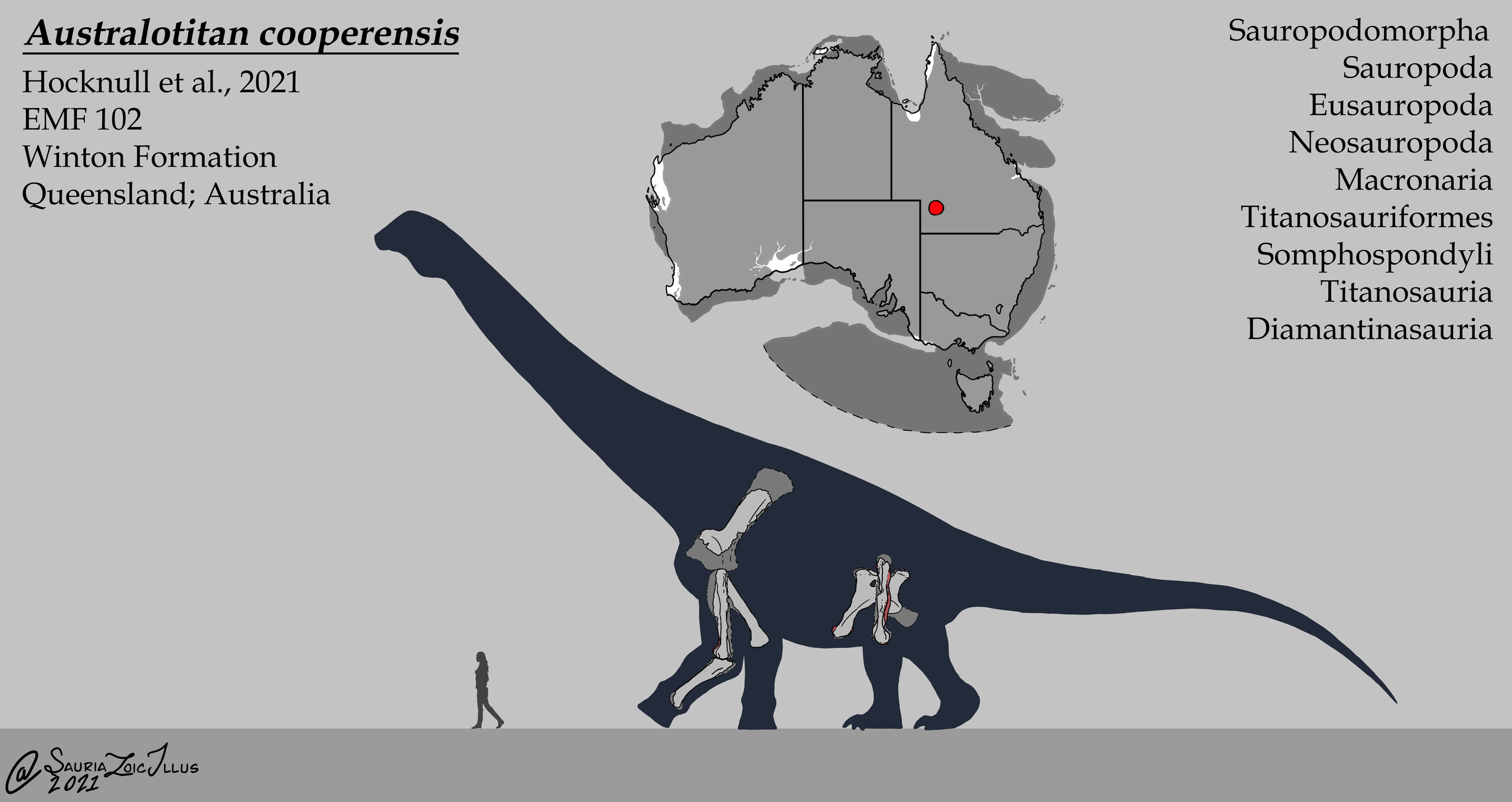 Přibližný tvar těla a velikost obřího australského sauropoda druhu Australotitan cooperensis, popsaného v loňském roce ze sedimentů geologického souvrství Winton. Obří titanosaur kráčel po území současného Queenslandu v době před asi 100 miliony let,