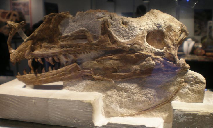 Lebka proceratosaura, objevená roku 1910 u Minchinhamptonu. Jak se ukázalo o století později, tento dinosaurus byl o celých 100 milionů let starším příbuzným slavného tyranosaura. Kredit: Derdadort, Wikipedie (CC BY-SA 3.0)