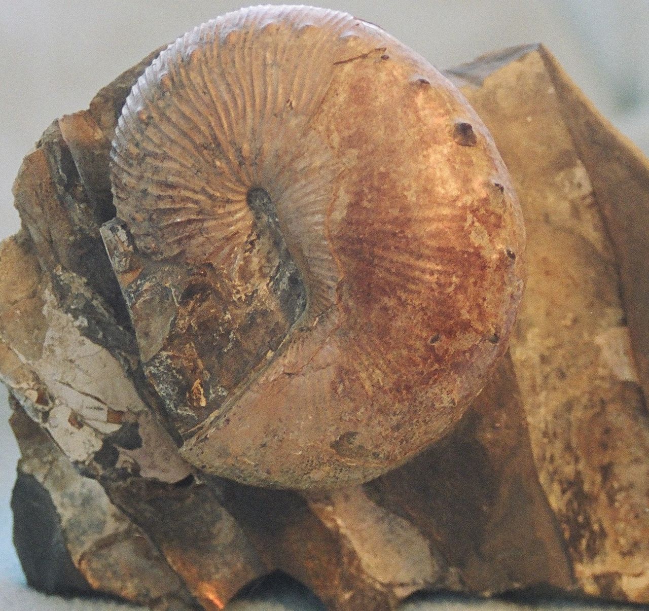 Fosilie amonita rodu Hoploscaphites, jednoho z několika zástupců této skupiny, kterým se podařilo přežít do paleocénu. Zkameněliny potenciálních raně kenozoických exemplářů byly objeveny na území Dánska, Holandska, Spojených států amerických a pravdě