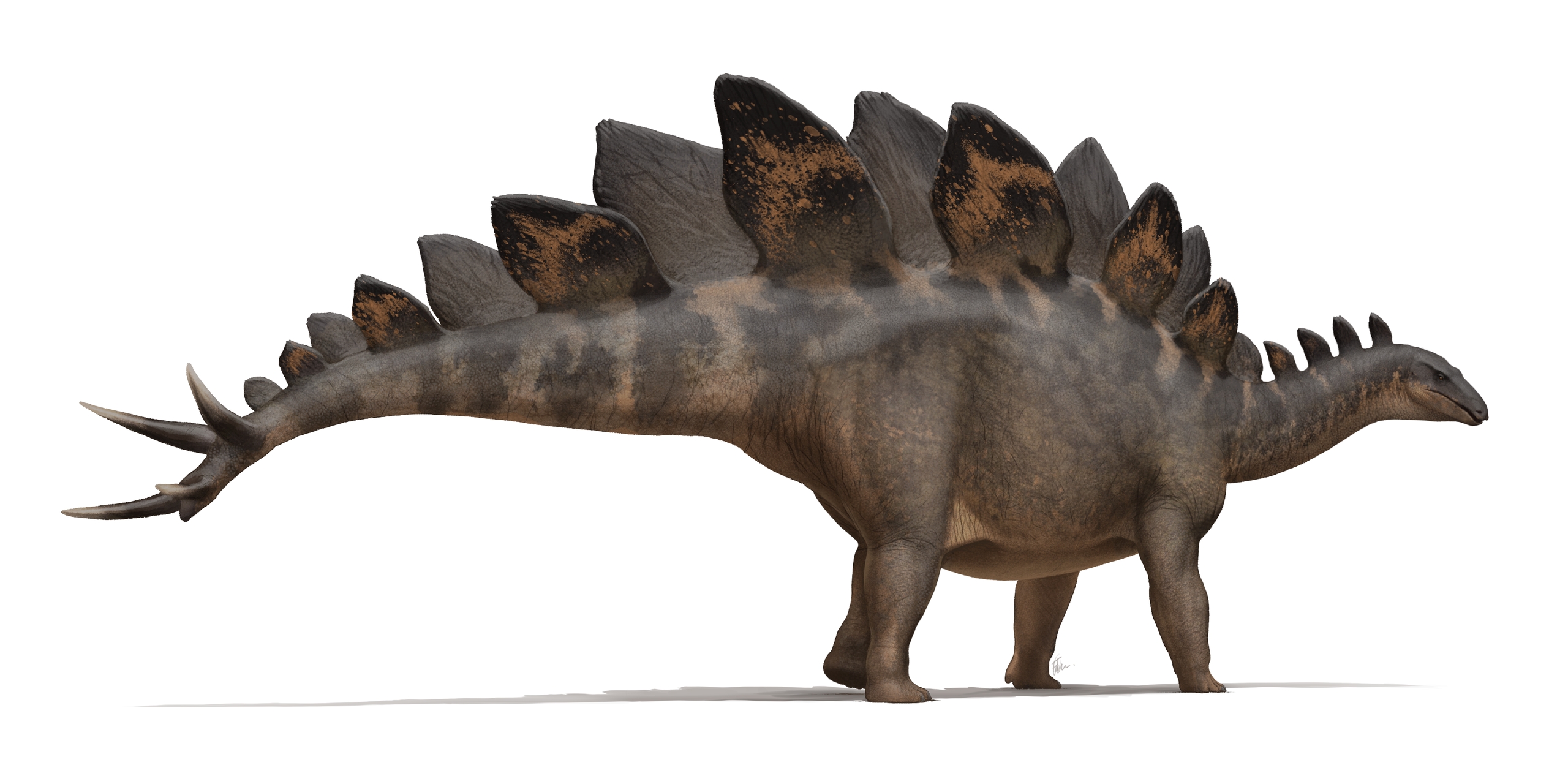 Vyobrazení „Sophie“, subadultního exempláře druhu Stegosaurus stenops. Při délce 5,6 metru a výšce 2,9 metru (až po špičky hřbetních plátů) vážil tento pozdně jurský dinosaurus asi 1600 kilogramů. Plně dorostlí jedinci stegosaurů přitom dosahovali dé