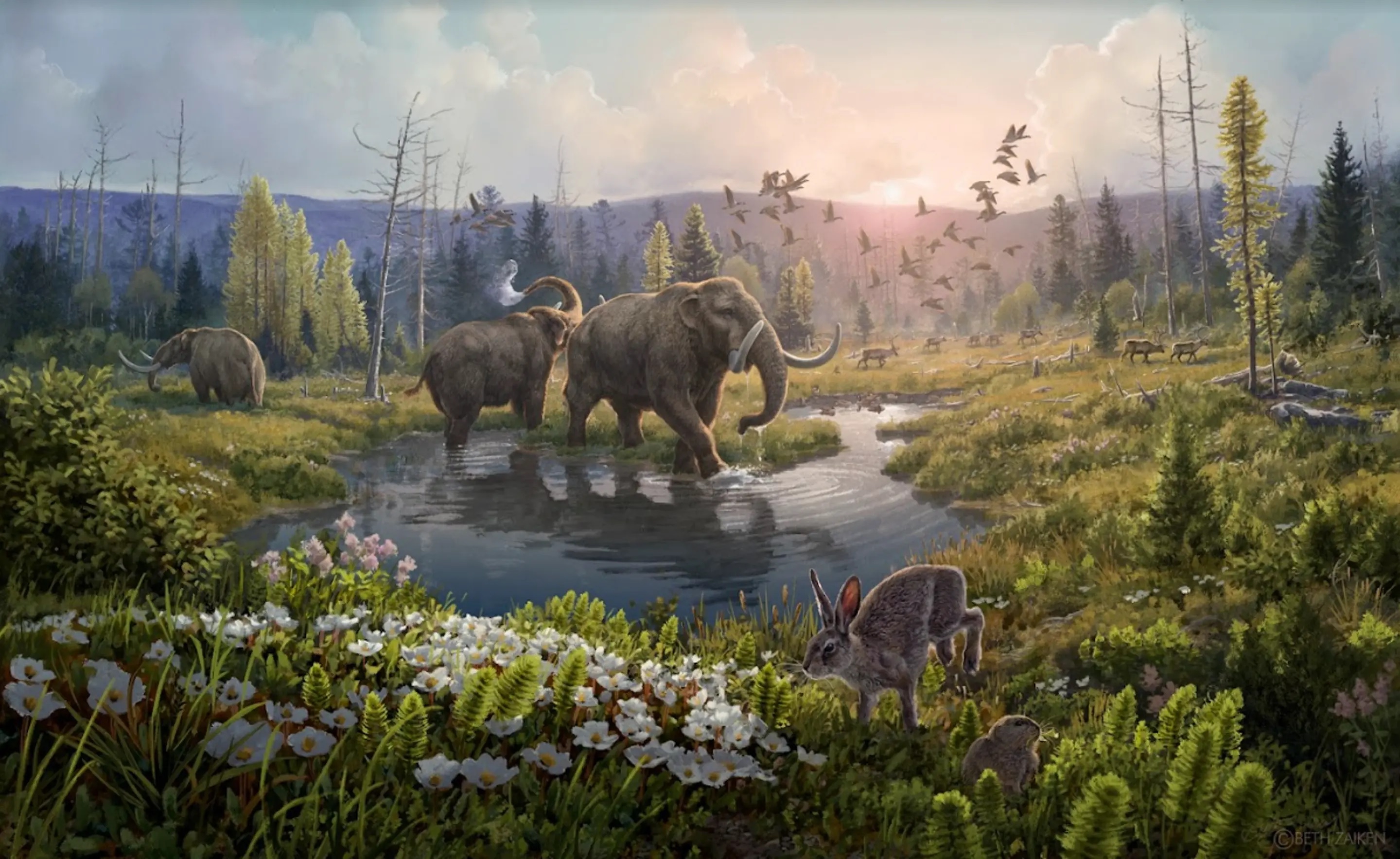 Mastodonti v Grónsku, před 2 miliony let. Kredit: Beth Zaiken.