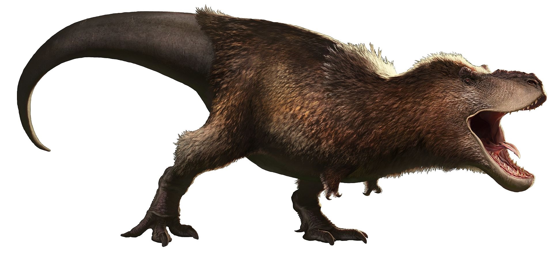 Hypotetická podoba dospělého jedince druhu Tyrannosaurus rex s výrazným pernatým pokryvem těla. Nevíme, zda takto mohl vypadat i jedinec „E. D. Cope“, pokud však skutečně vážil 10,6 tuny, jednalo by se nepochybně o největšího dosud známého suchozemsk