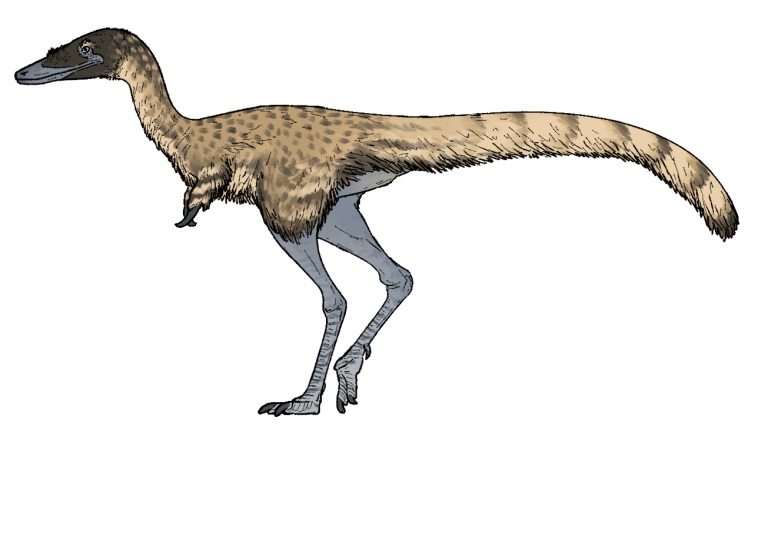 Rekonstrukce přibližného vzezření alvarezsauridního teropoda druhu Jaculinykus yaruui, žijícího na území současného Mongolska v době před zhruba 72 až 71 miliony let. Tento malý hmyzožravec či všežravec byl popsán na základě téměř kompletní kostry do