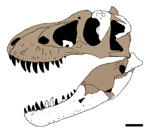 Rekonstrukce lebky nově popsaného tyranosauridního tyranosaurina druhu Tyrannosaurus mcraeensis. Tento blízký příbuzný (možná přímý předek) populárního druhu T. rex žil v jižních částech subkontinentu Laramidie asi o 5 až 7 milionů let dříve než jeho