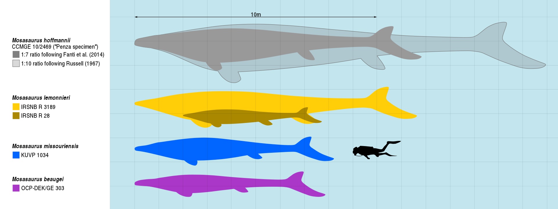 Velikostní porovnání největších známých jedinců několika druhů rodu Mosasaurus a dospělého člověka. Výrazně zde vyniká obří exemplář z ruské Penzy, známý na základě téměř kompletní fosilie dolní čelisti dlouhé 171 cm. Kredit: Slateweasel; Wikipedia (