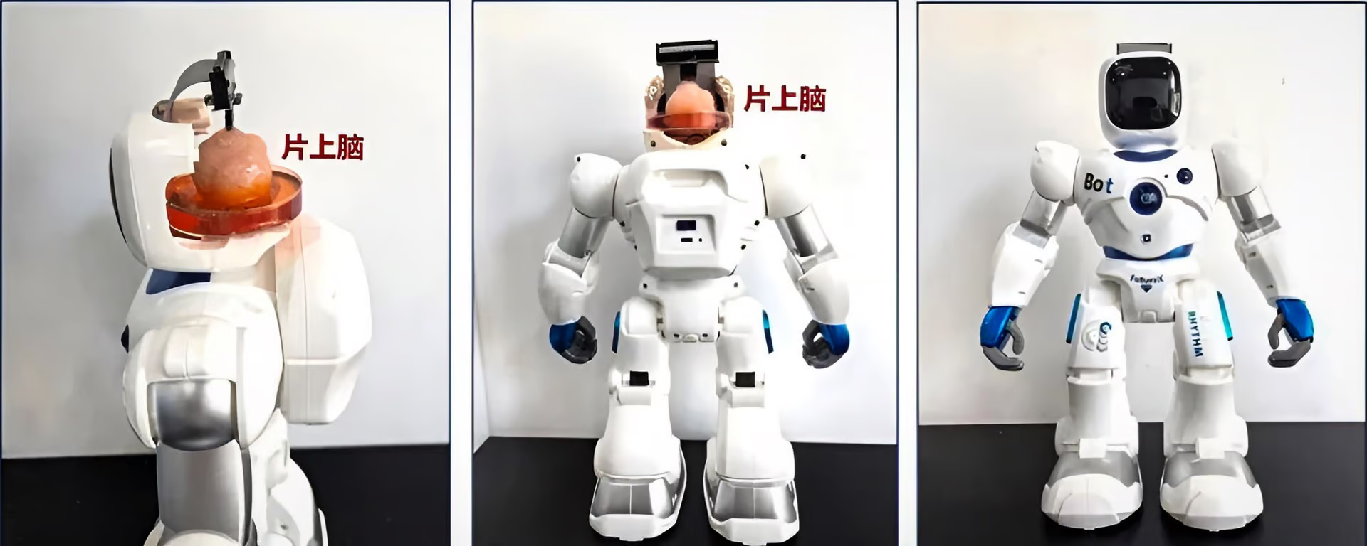 Žertovná ilustrace čínských inženýrů. Reálně půjde o menší organoidy, které budou potřebovat systém podpory života. Kredit: Tianjin University.