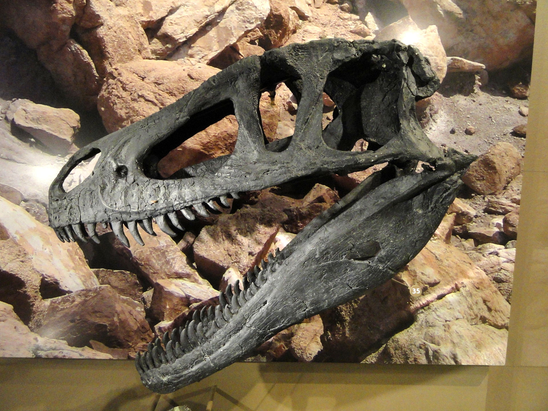 Replika lebky teropoda druhu Marshosaurus bicentesimus, formálně popsaného v roce 1976. Tito středně velcí teropodi z čeledi Piatnitzkysauridae se vyskytovali na území současných amerických států Utah a Colorado v období pozdní jury, asi před 155 až 