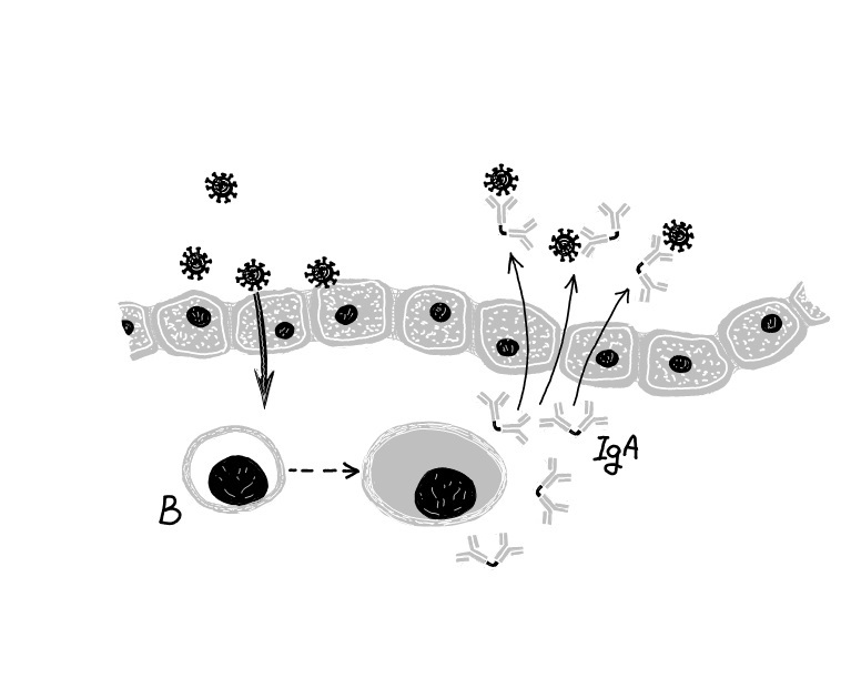 Podslizniční lymfocyty B reagují na antigen tvorbou sekrečního IgA, které přechází na povrch a zde se váže na virové částice. K celkové reakci nemusí dojít. (Autorka obrázku: Halina Šimková).