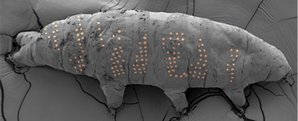 Tetovaná želvuška. Kredit: Zhao et al. (2025), Nano Letters.