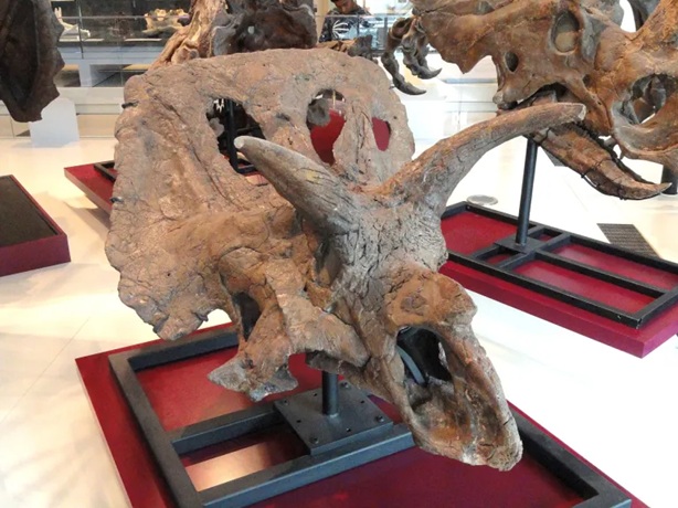 Částečně dochovaná lebka ceratopsida druhu Arrhinoceratops brachyops v expozici Royal Ontario Museum (Královské ontarijské muzeum). Kredit: Daderot; Wikipedia (CC0).