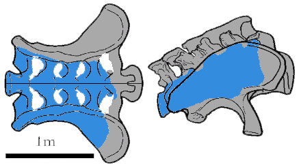 Grafické znázornění dochované části pánevních kostí a křížových obratlů neznámého sauropoda, popsaného jako Brachiosaurus nougaredi (modře). Ačkoliv se nejednalo o takového giganta, jakého si někteří paleontologové představovali, nepochybně byl i tak