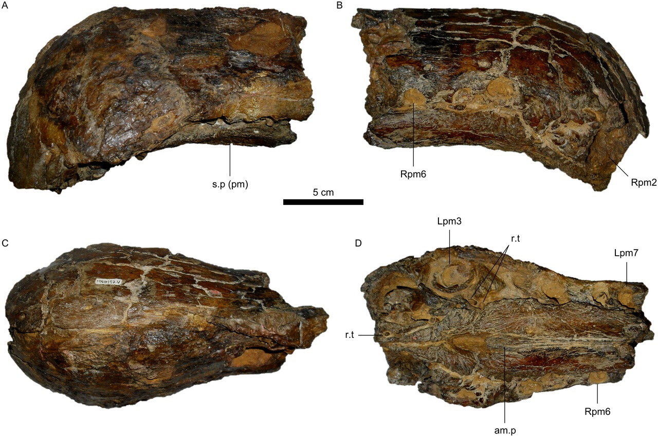 MN 6117-V, typový exemplář druhu Oxalaia quilombensis. Jedná se vlastně o koncovou část „čenichu“ obřího teropodního dinosaura. Celá lebka měřila na délku kolem 135 cm. Kredit: Marcos A. F. Sales, Cesar L. Schultz, Wikipedia (CC BY 4.0).
